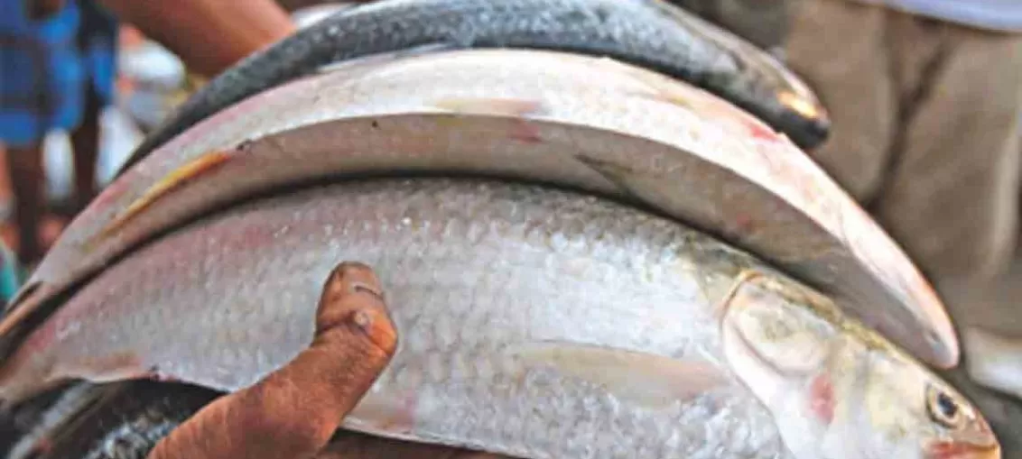 ফ্রিজে কাঁচা মাছ রাখার পদ্ধতি
