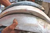 ফ্রিজে কাঁচা মাছ রাখার পদ্ধতি