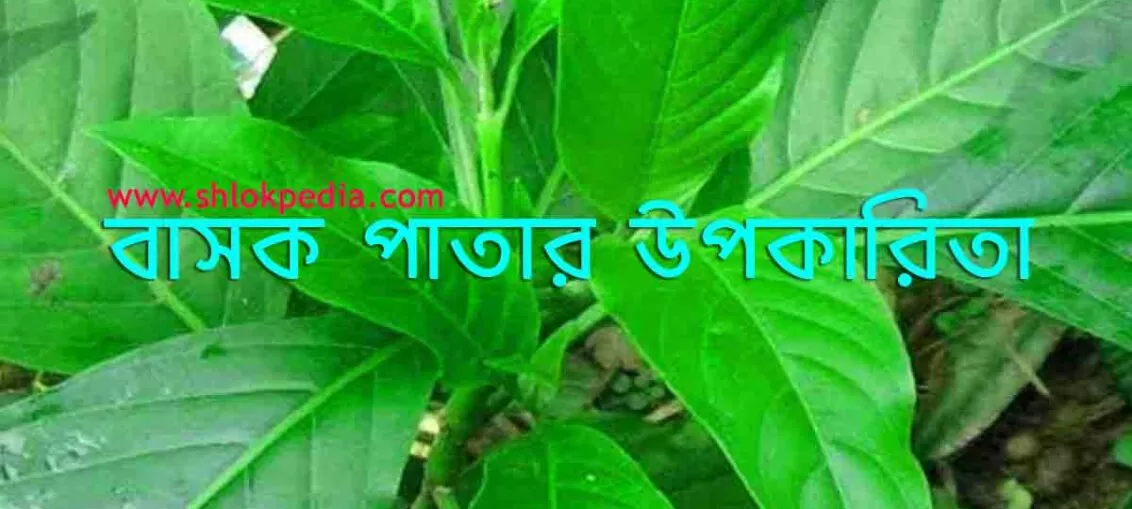 বাসক পাতার উপকারিতা
