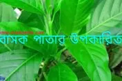 বাসক পাতার উপকারিতা