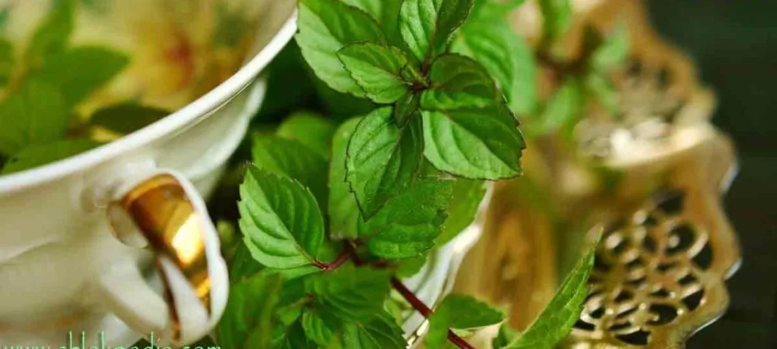 পুদিনা পাতার উপকারিতা