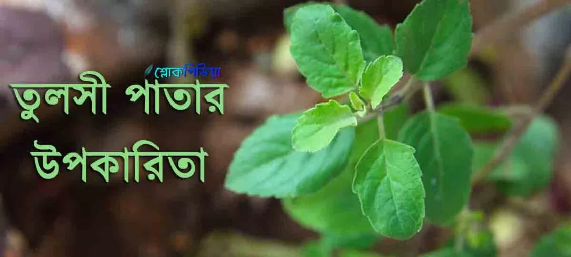 তুলসী পাতার উপকারিতা