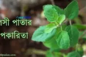 তুলসী পাতার উপকারিতা