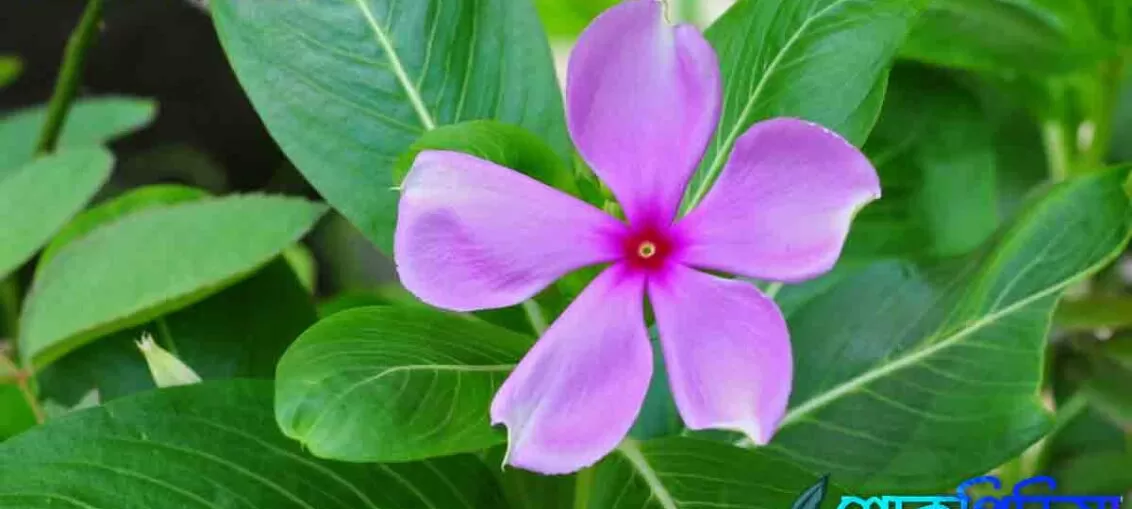 নয়নতারা ফুলের উপকারিতা