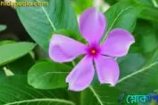 নয়নতারা ফুলের উপকারিতা